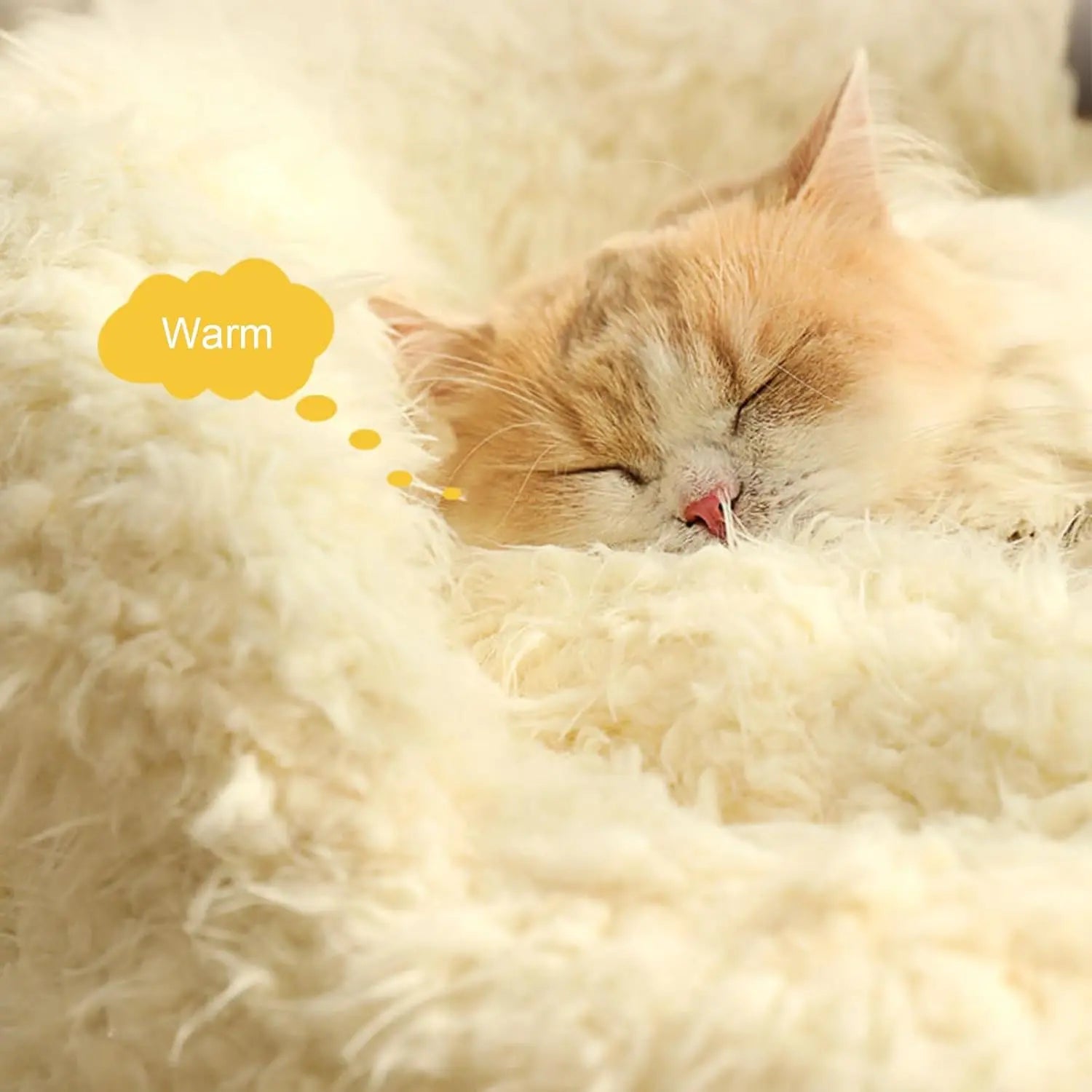 Why Your Cat Will Finally Stop Sleeping in That Cardboard Box kittyonly.com